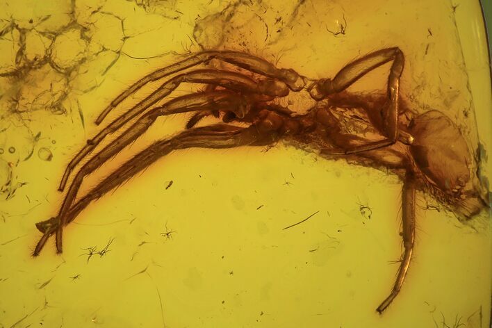 Fossil Spider (Araneae) In Baltic Amber #109504